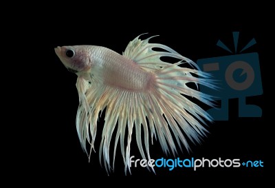 White Fighting Fish Stock Photo
