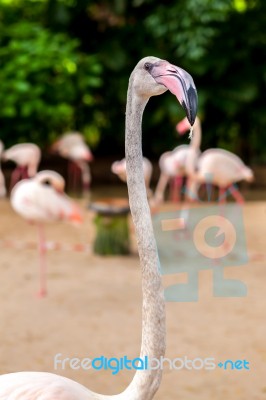 White Flamingo Pink Beak Stock Photo