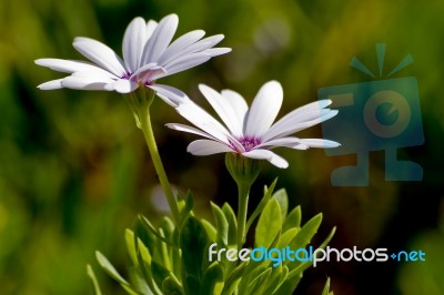White Flower Stock Photo