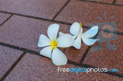 White Flower Stock Photo