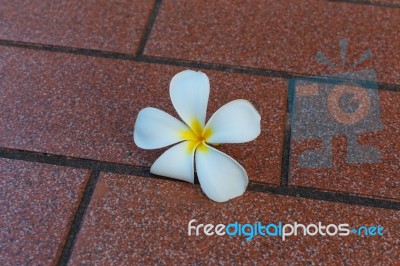 White Flower Stock Photo