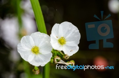 White Flower Of Creeping Burhead Stock Photo