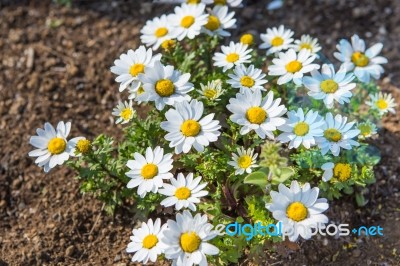 White Flowers, Bright, Beautiful Morning Stock Photo