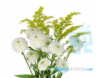 White Flowers Isolated On The White Background Stock Photo