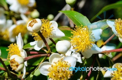White Flowers Of Calophyllum Inophyllum Stock Photo