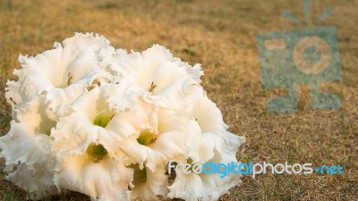 White Flowers On Lawn Stock Photo