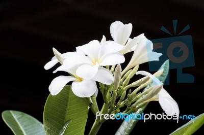 White Frangipani Flower Stock Photo