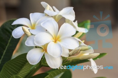 White Frangipani Flower Stock Photo