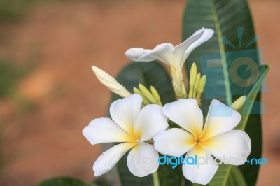 White Frangipani Flower Stock Photo