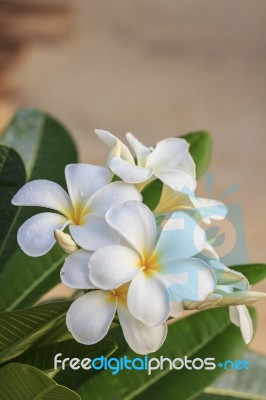 White Frangipani Flower Stock Photo