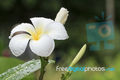 White Frangipani Flower Stock Photo