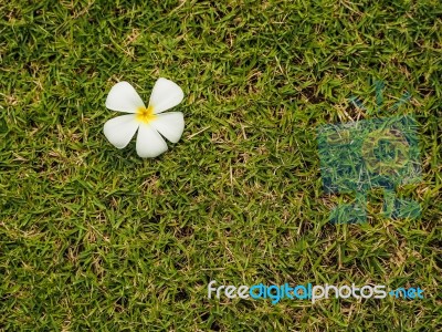White Frangipani Flowers Stock Photo