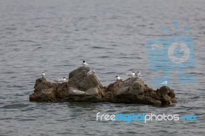 White-fronted Tern (sterna Striata) Stock Photo