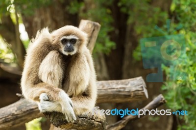 White Gibbon Stock Photo