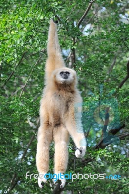 White Gibbon Stock Photo