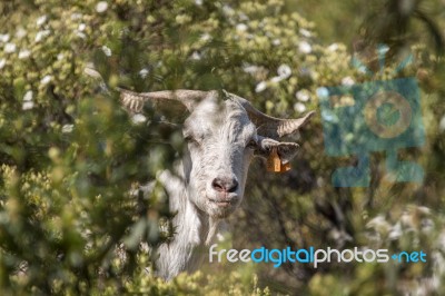 White Goat In A Pasture Stock Photo