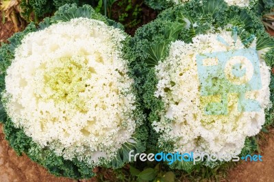 White Green Ornamental Cabbage Close Up Stock Photo