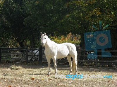 White Horse Stock Photo