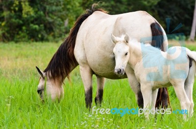 White Horse Mare And Foal In A Grass Stock Photo