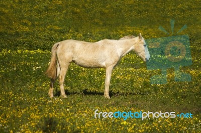 White Horse On A Landscape Field Of Yellow Flowers Stock Photo