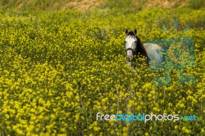 White Horse On A Landscape Field Of Yellow Flowers Stock Photo