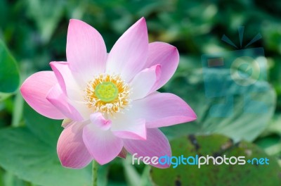 
White Lotus Bloom In The Pond, Beautiful Mountain Views Stock Photo