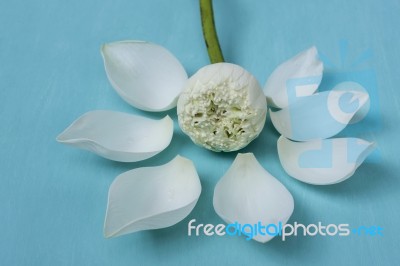 White Lotus Flower Stock Photo