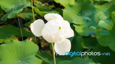 White Lotus Flower Stock Photo