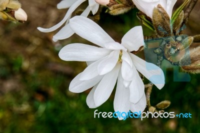 White Magnolia Flowering Stock Photo