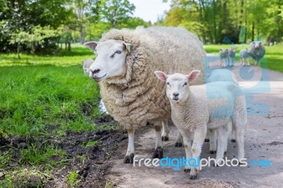 White Mother Sheep And Lamb Standing On Road Stock Photo
