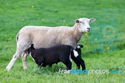 White Mother Sheep With Two Drinking Black Lambs Stock Photo