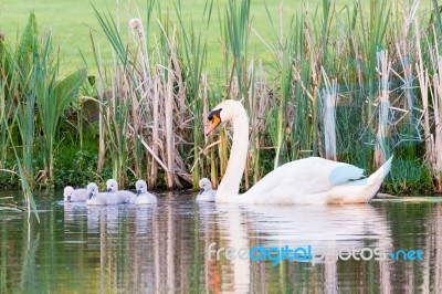 White Mother Swan Swimming With Chicks Stock Photo