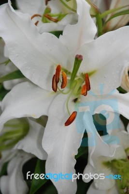 White Oriental Lily Stock Photo