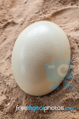 White Ostrich Egg Stock Photo