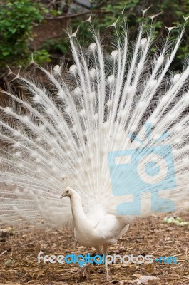 White Peacock Stock Photo