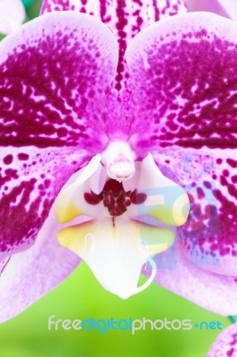 White Pink Phalaenopsis Orchid Flower In Garden Stock Photo
