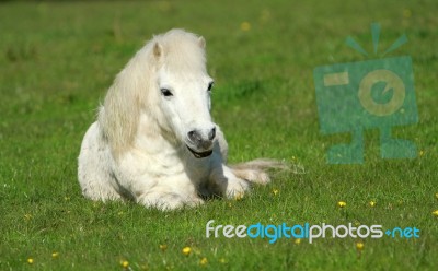 White Pony Stock Photo