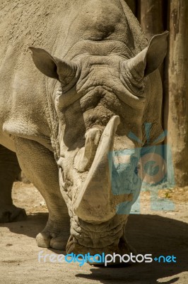 White Rhinoceros Or Square-lipped Rhinoceros (ceratotherium Simum) On A Zoo Stock Photo