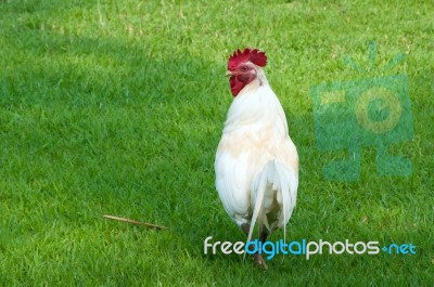 White Rooster Stock Photo