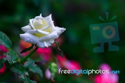 White Rose Stock Photo