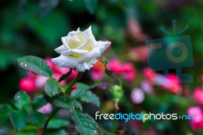 White Rose Stock Photo