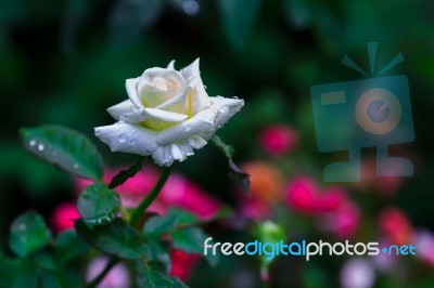 White Rose Stock Photo