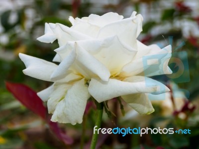 White Rose On Tree Branch Stock Photo