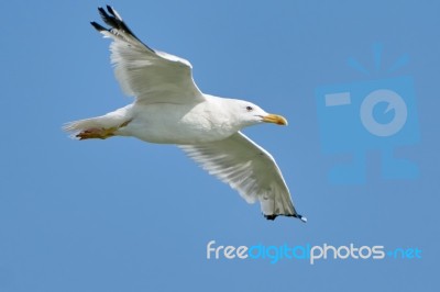 White Seagull In Flight Stock Photo