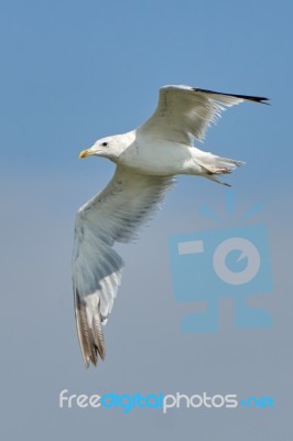 White Seagull In Flight Stock Photo