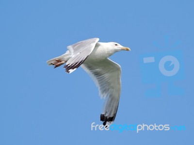 White Seagull In Flight Stock Photo