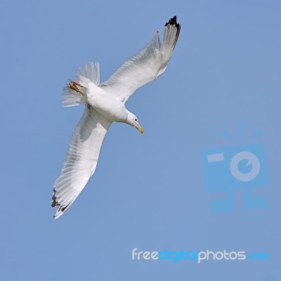 White Seagull In Flight Stock Photo