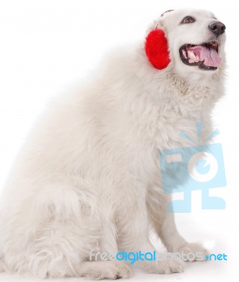White Severe With Red Ear Muff Stock Photo