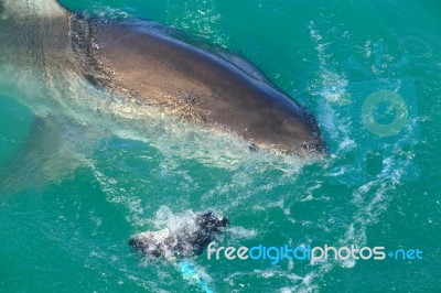 White Shark Stock Photo