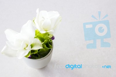 White Siam Tulip Flower In Small Ceramic Vase On White Table Background With Copy Space For Text Stock Photo